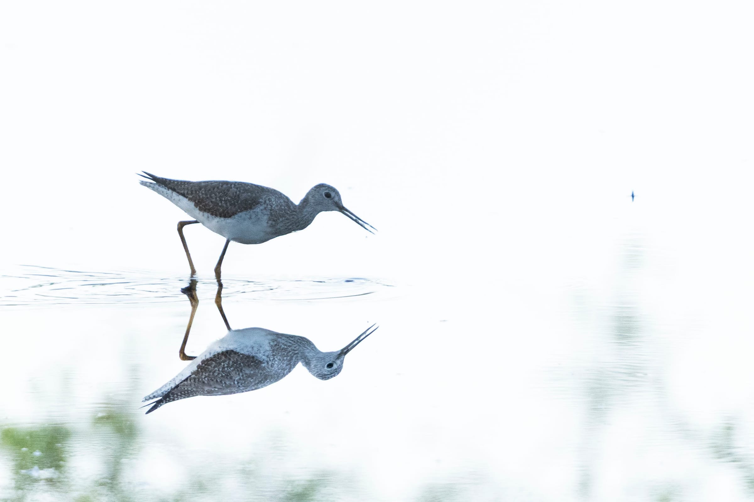 Shorebird wading in pale, bright water at Wakodahatchee Wetlands, Florida, its reflection mirrored below.