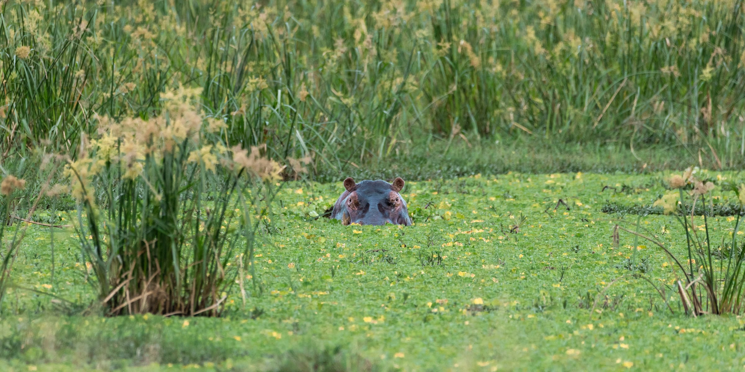 Hippo with only its eyes and head above duckweed-covered water, framed by tall reeds, Bateleur Camp, Tanzania.