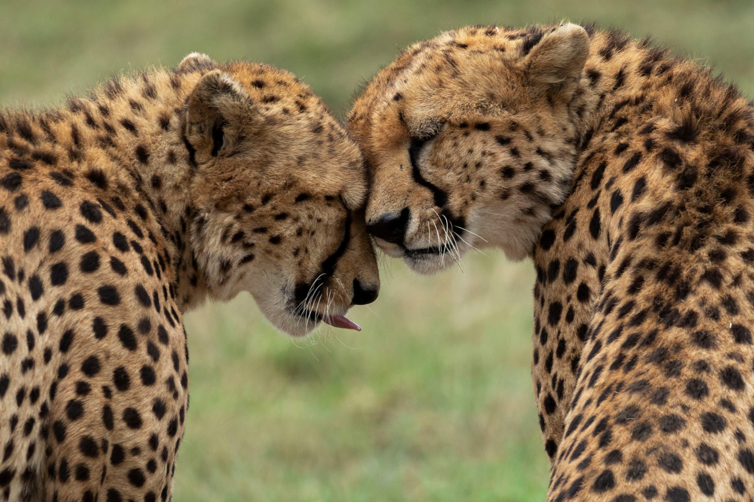 Two cheetahs pressing their foreheads together, one with its tongue out, against soft green grass, Bateleur Camp.