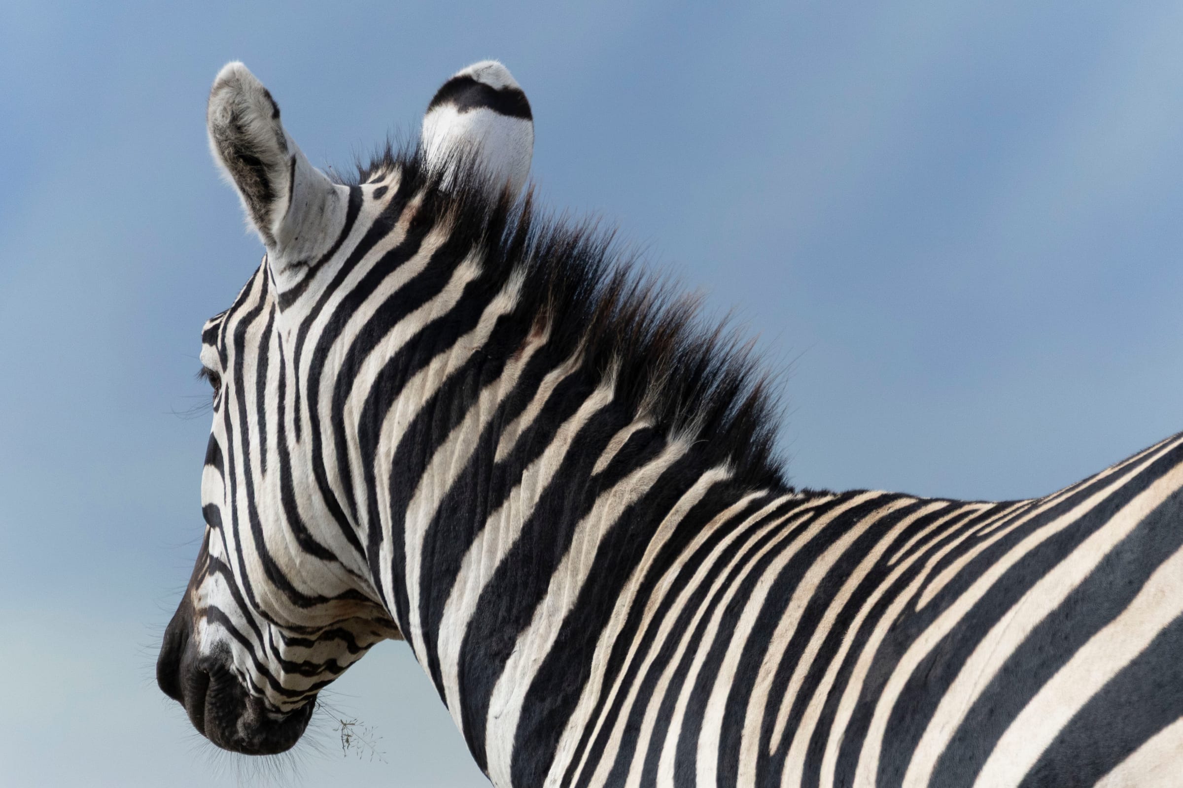 Close view of a zebra's head, mane and striped neck turned away against a soft blue-gray sky, Ngorongoro Crater.