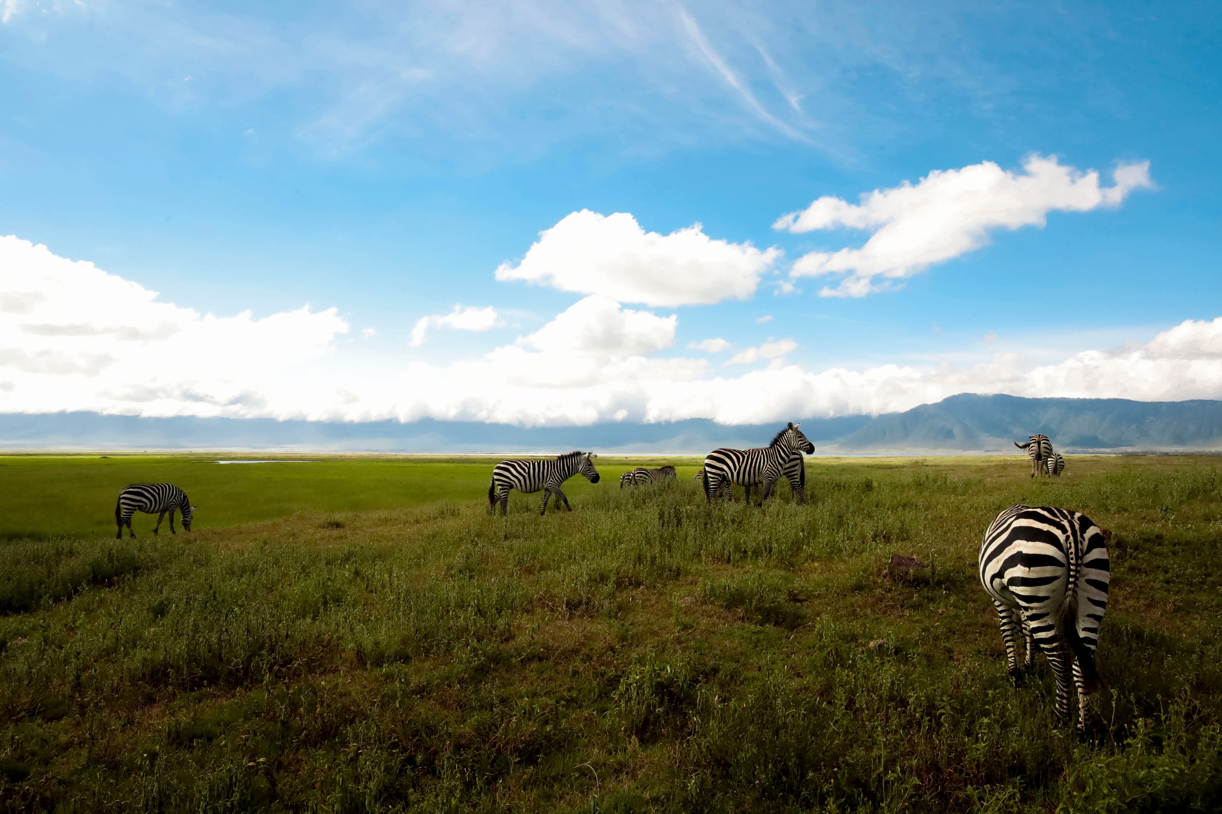 Zebras grazing on green grassland under big white clouds and blue sky, crater rim on the horizon, Ngorongoro.