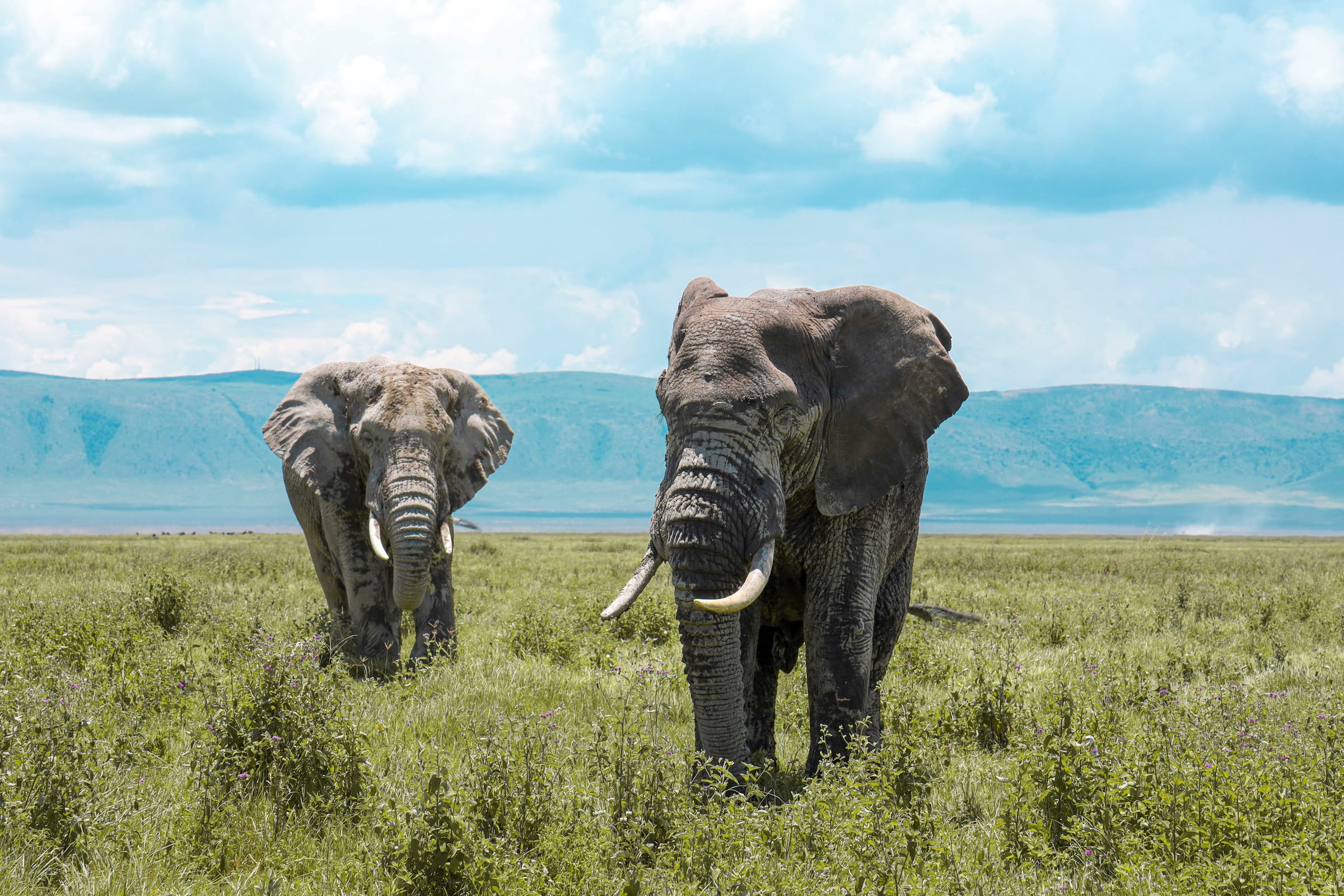 Two elephants walking toward the camera through green grass, with blue hills and clouds behind, Ngorongoro Crater.