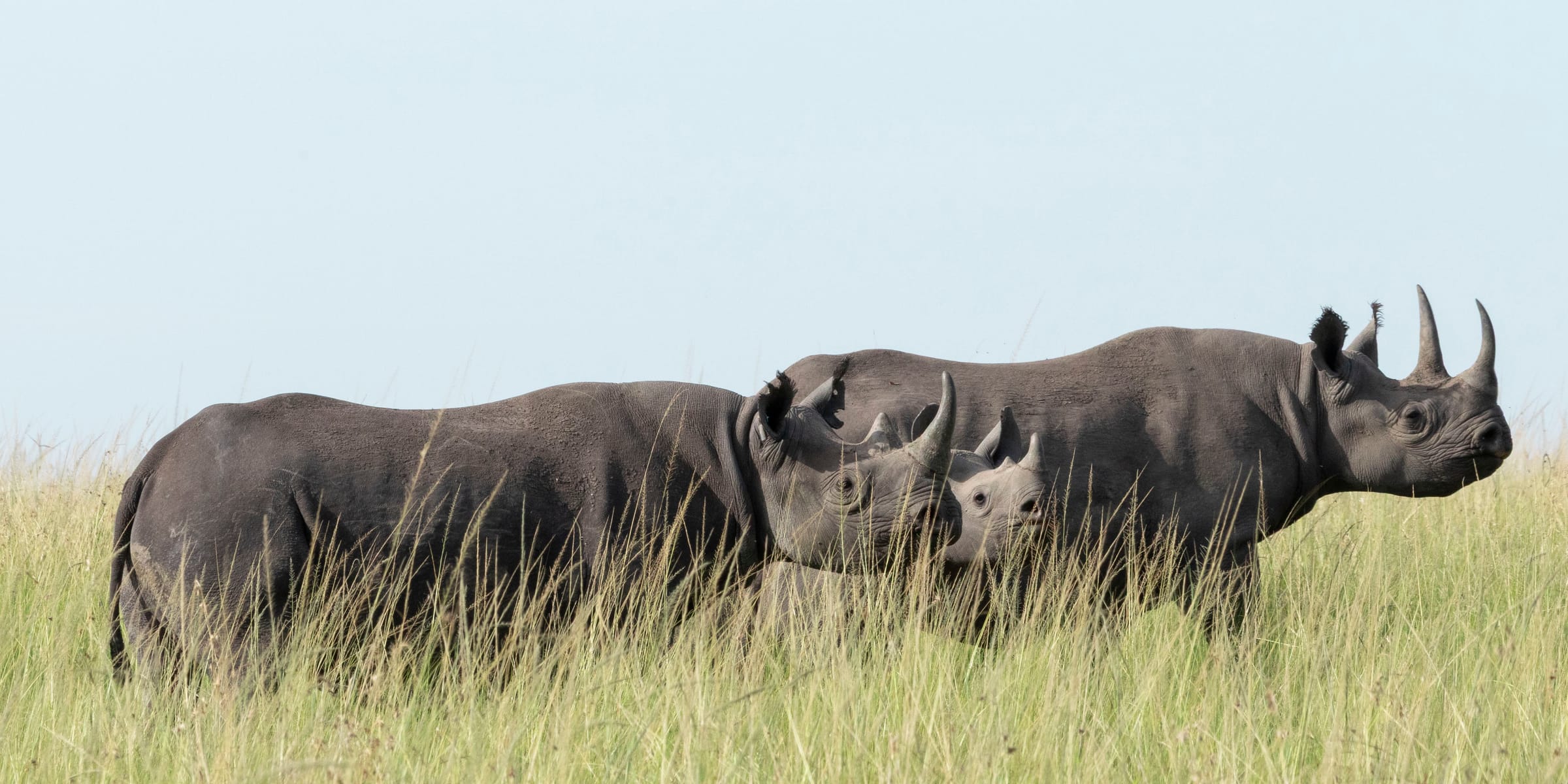 Three black rhinos, one a calf, standing in profile in tall pale grass under a hazy sky, Bateleur Camp, Tanzania.