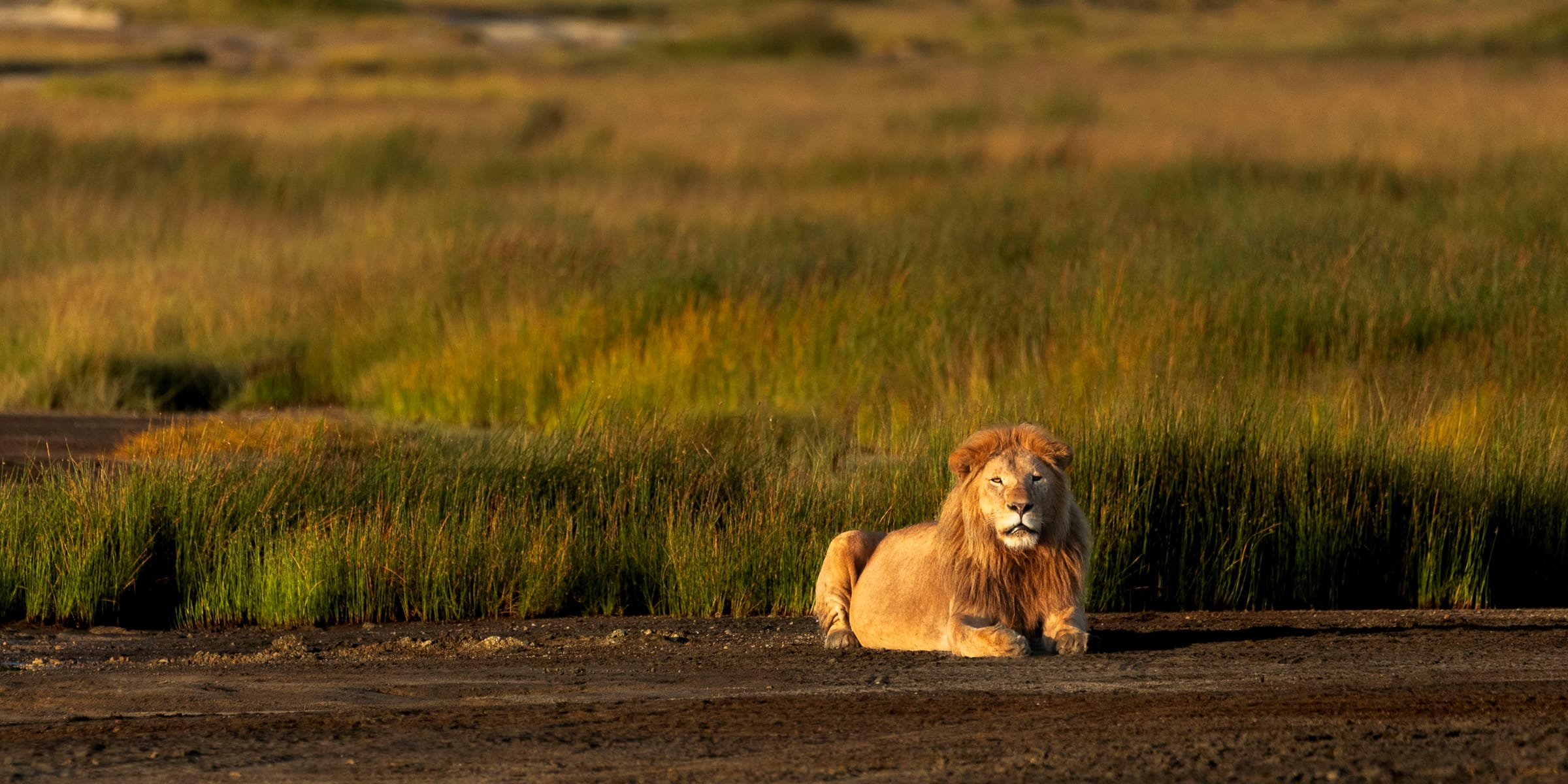 Male lion lying at the edge of glowing golden-green grass beside a dark dirt track, Ndutu, Tanzania.