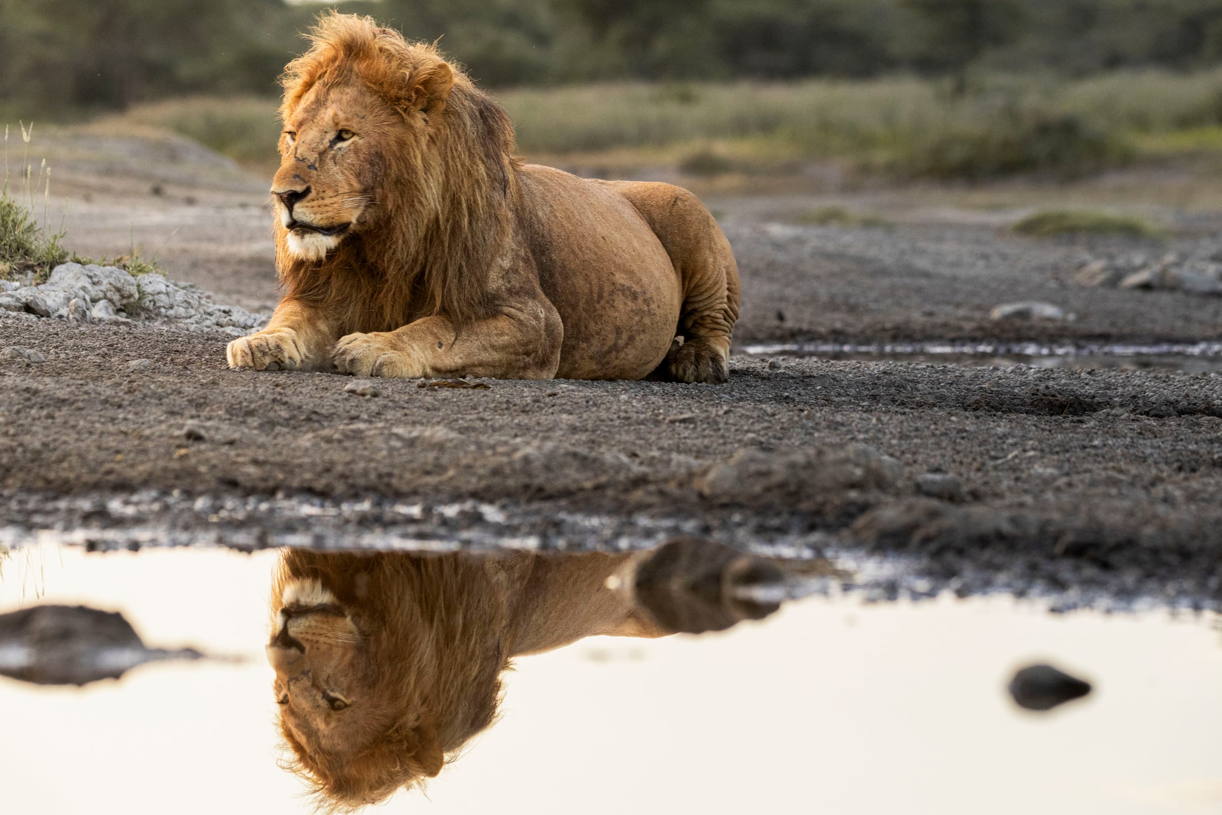 Male lion resting on muddy ground above a still pool that reflects him upside down, Ndutu, Tanzania.