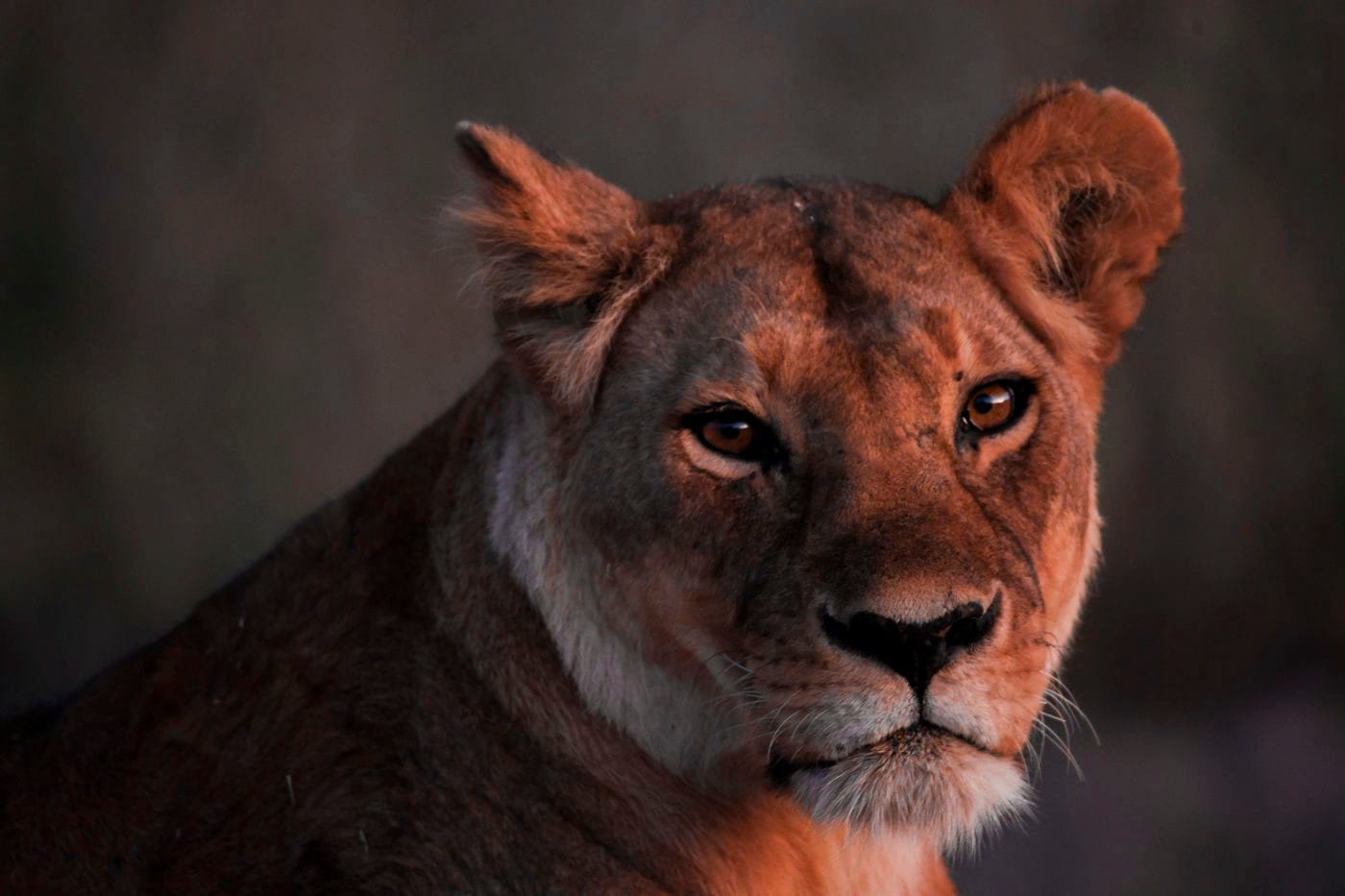 Close portrait of a lioness with amber eyes and a scarred face in warm light against a dark background.