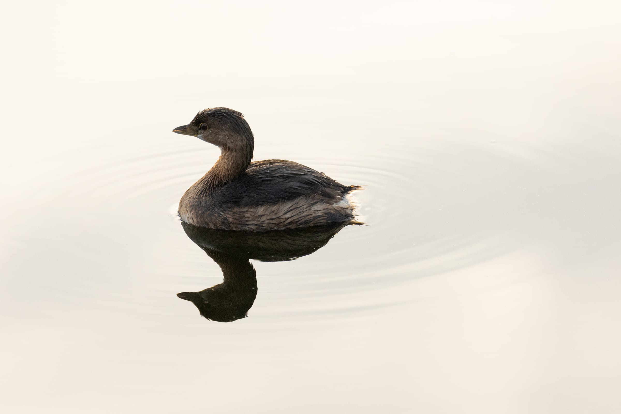 Small grebe floating on calm, cream-toned water among faint ripples, with its reflection below, Wakodahatchee.