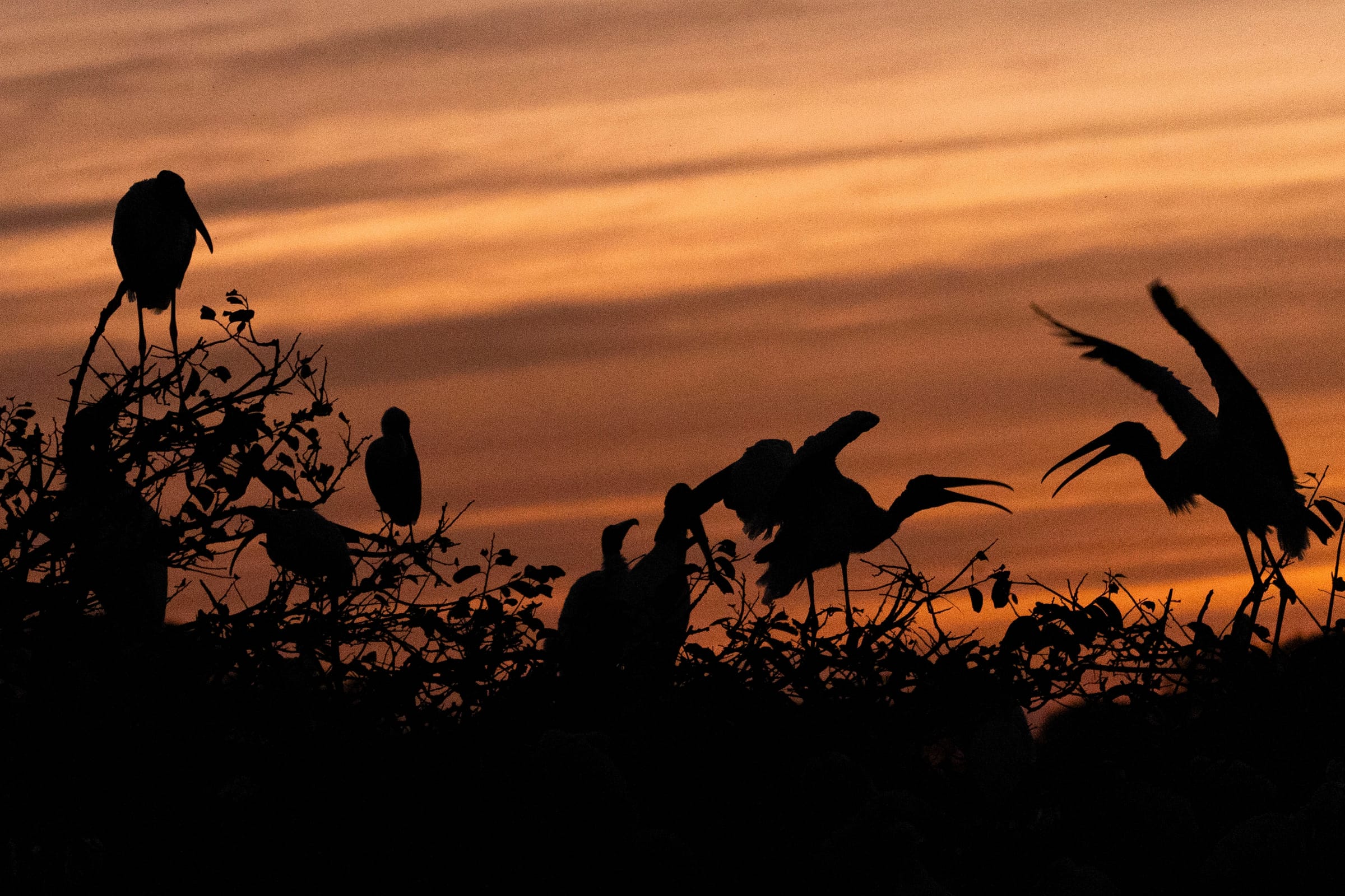 Silhouetted storks perched and flapping atop dark trees against a streaked orange sunset sky, Wakodahatchee.