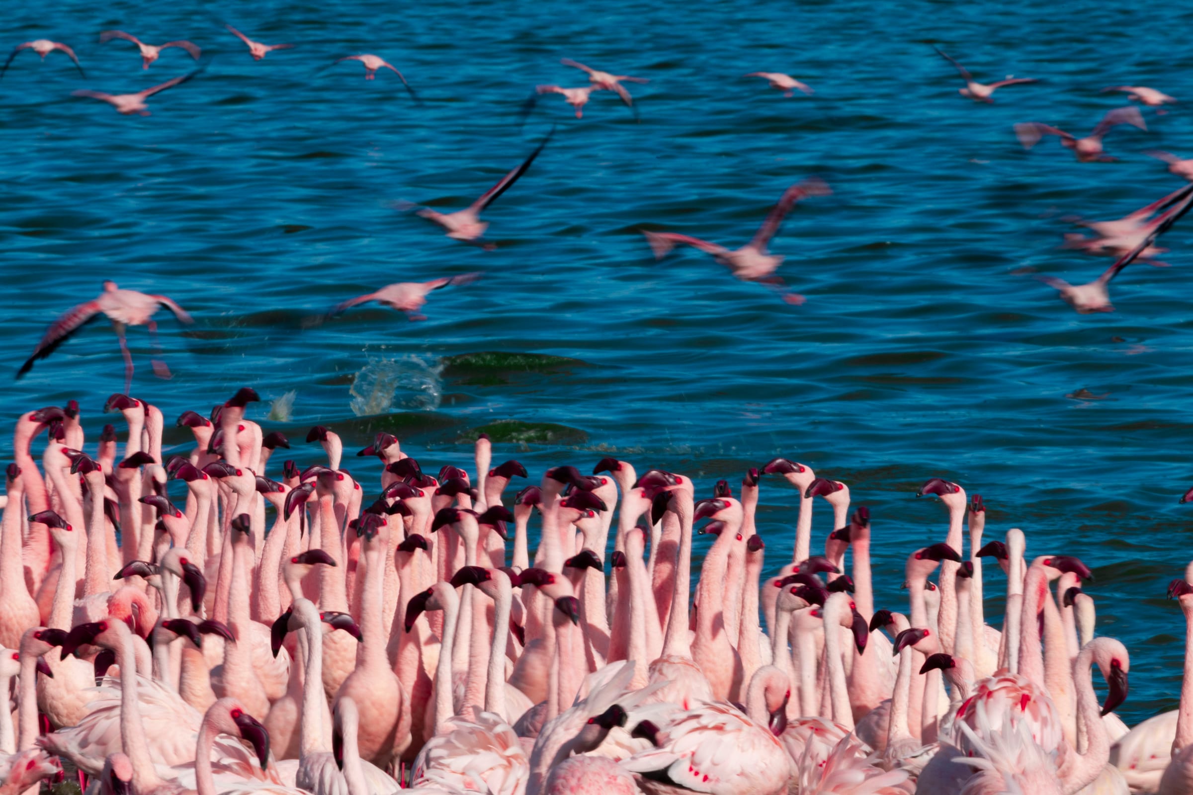 A dense flock of pink flamingos crowding the shore while others take off over choppy blue water, Ngorongoro.