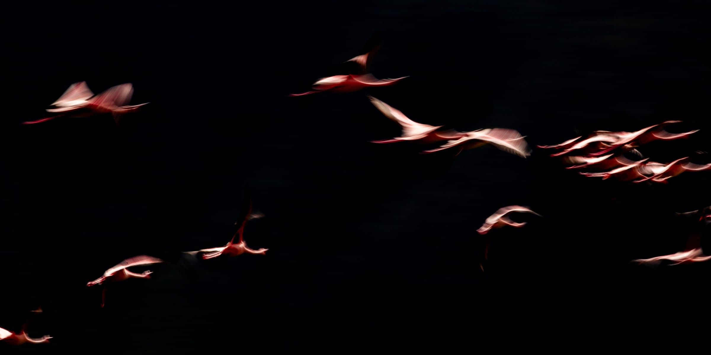 Pink flamingos in flight, blurred into streaks of motion against near-black water, Ngorongoro Crater.
