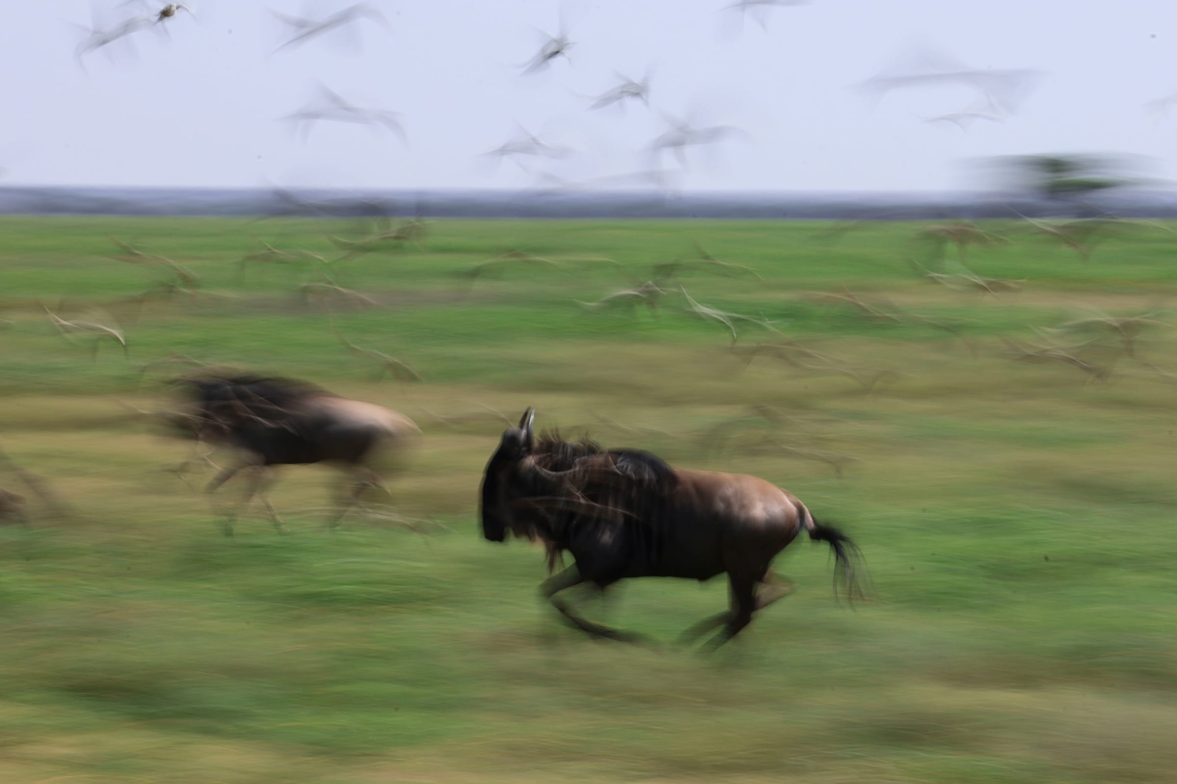 Panned shot of a running wildebeest, with blurred grass and birds lifting off behind it, Ndutu, Tanzania.
