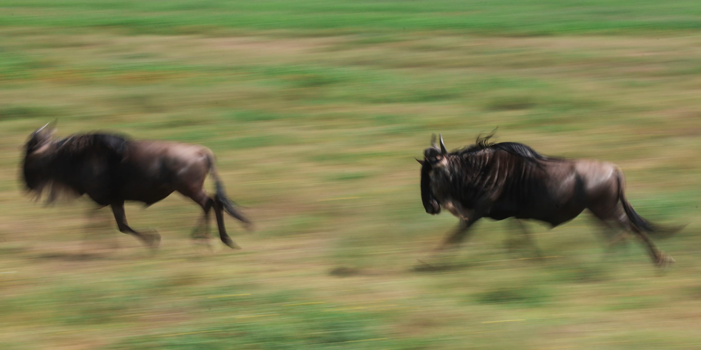 Two wildebeest galloping left across green grass, panned so the background streaks into motion, Ndutu.