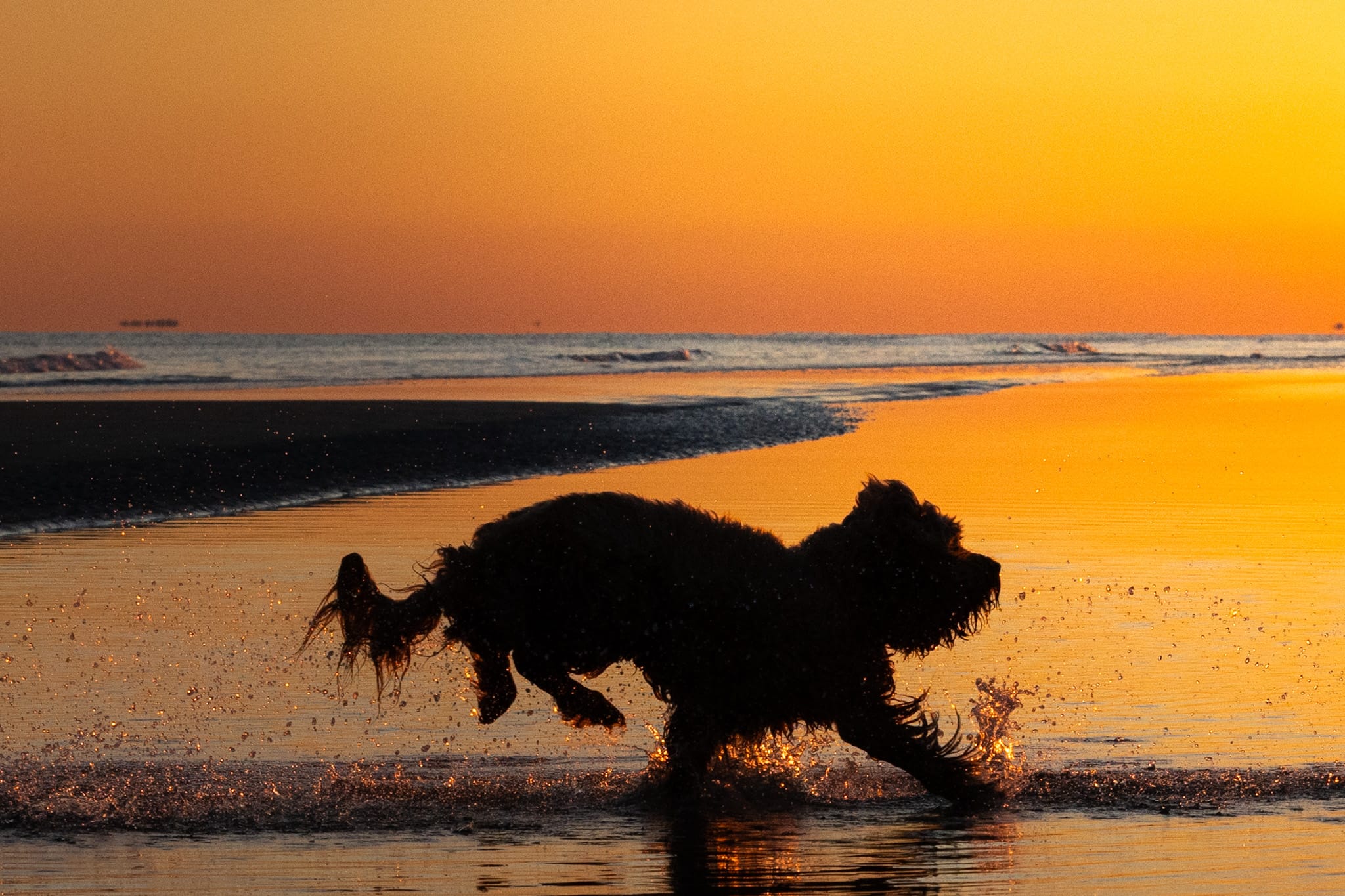 Silhouette of a shaggy dog running through shallow surf, spray backlit by a blazing orange sunset, South Carolina.