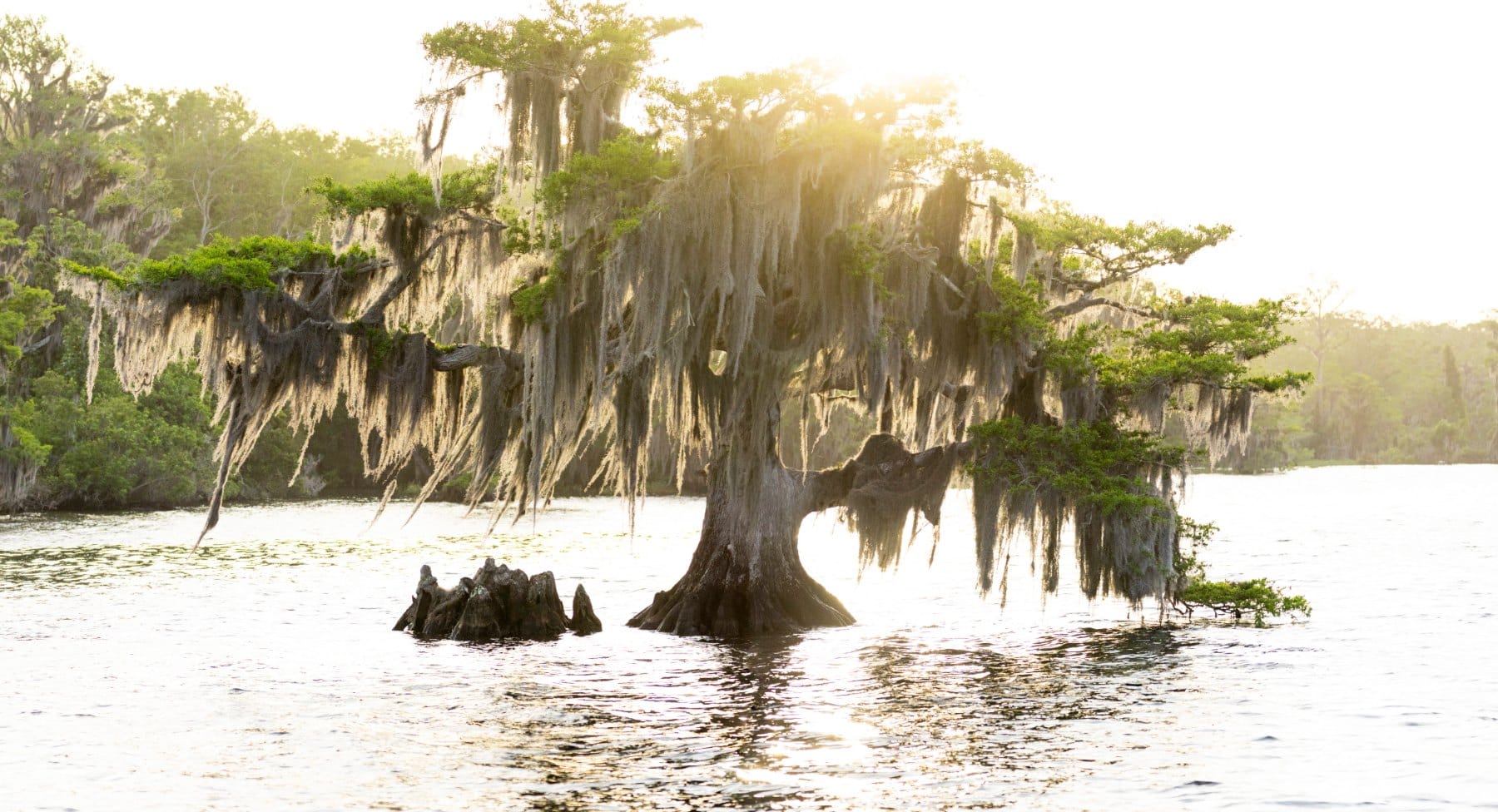 Moss-draped cypress tree standing in water, backlit by bright sunrise light that washes the sky and water white.