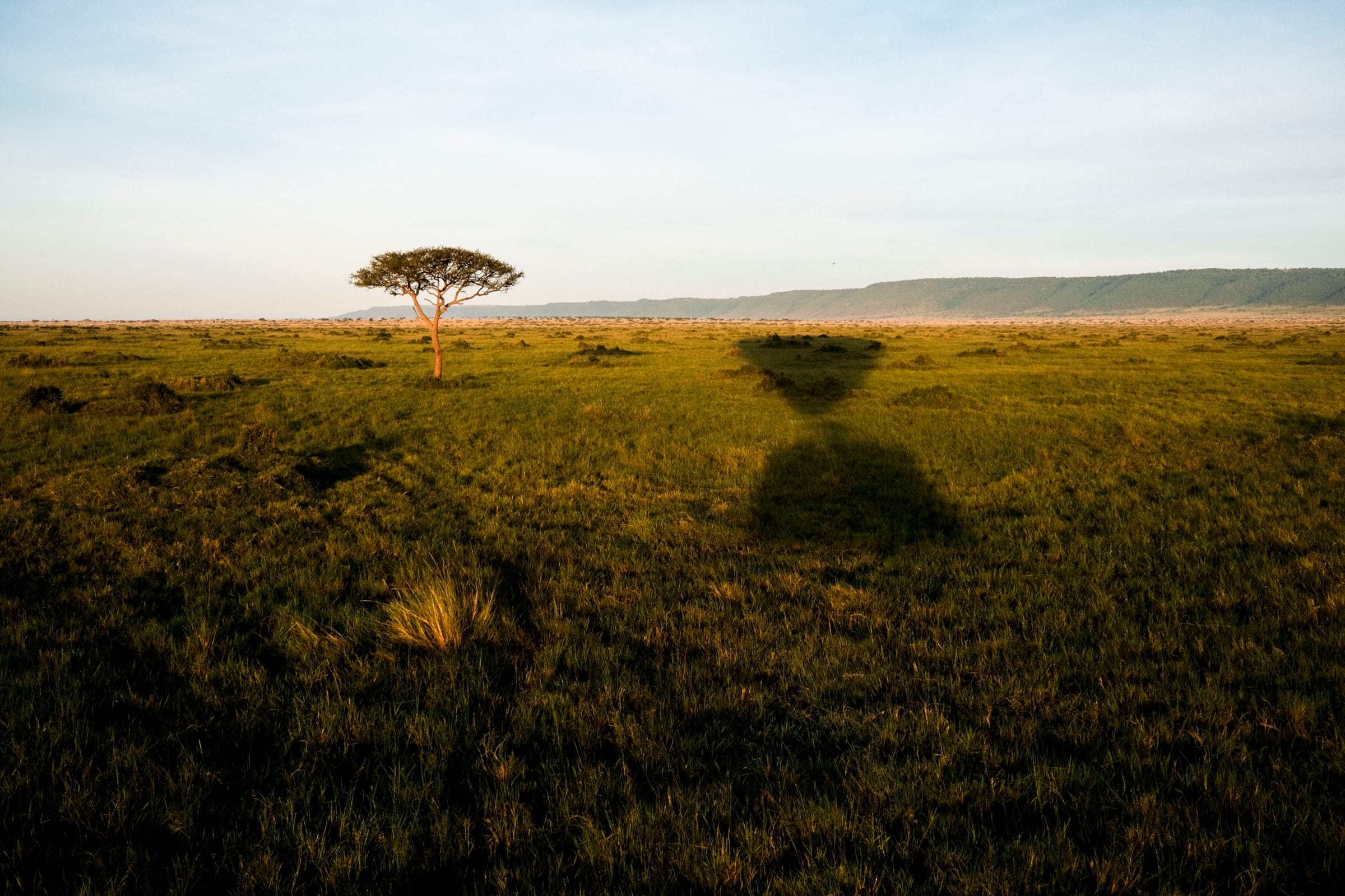 Lone acacia on a golden grass plain at dawn, with the shadow of a hot-air balloon falling on the grass.